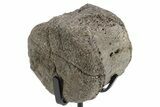 Fossil Hadrosaur Caudal Vertebra w/ Metal Stand - Texas #243663-1